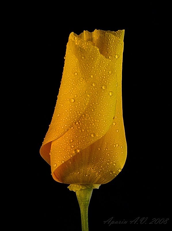 фото "***" метки: природа, макро и крупный план, цветы