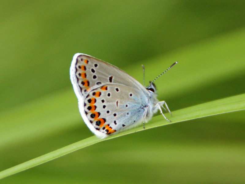 photo "***" tags: nature, insect