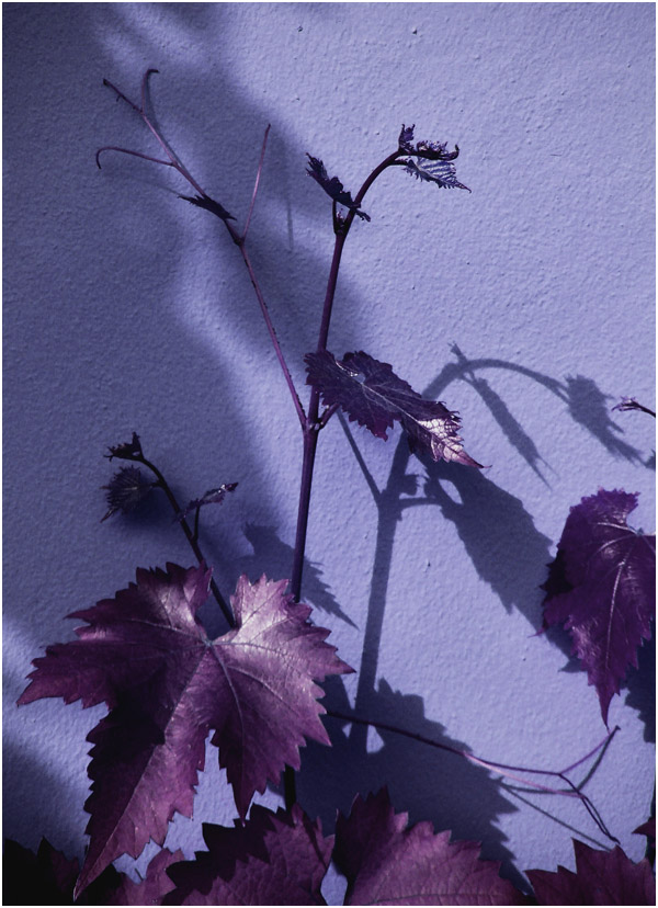 photo "***" tags: nature, still life, flowers