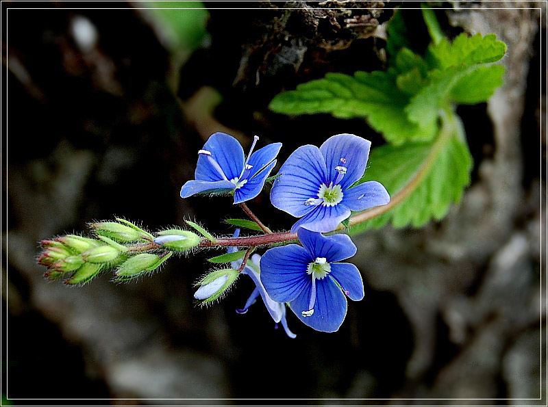 photo "***" tags: nature, flowers