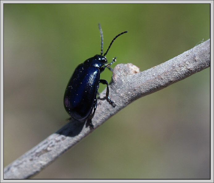 photo "***" tags: nature, macro and close-up, insect