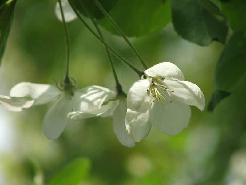 photo "two flowers" tags: nature, landscape, spring