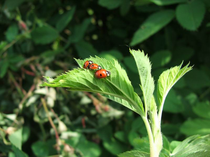 photo "...de trua" tags: nature, flowers, insect