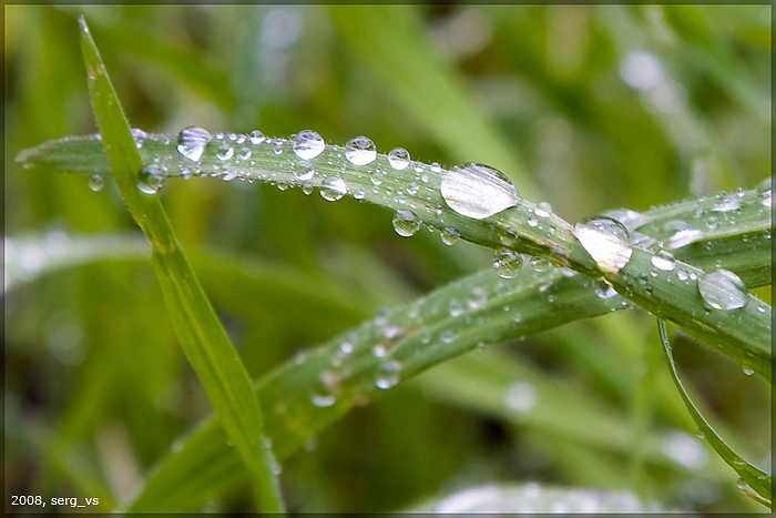 photo "After rain" tags: nature, flowers
