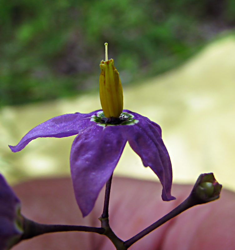 photo "***" tags: nature, macro and close-up, flowers