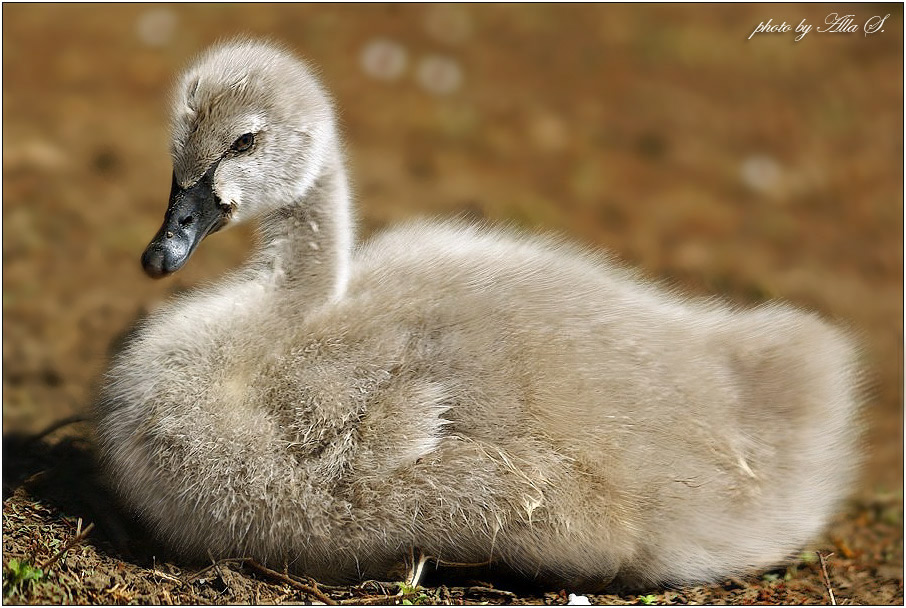 photo "***" tags: nature, wild animals
