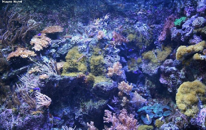 photo "acquarium" tags: nature, wild animals