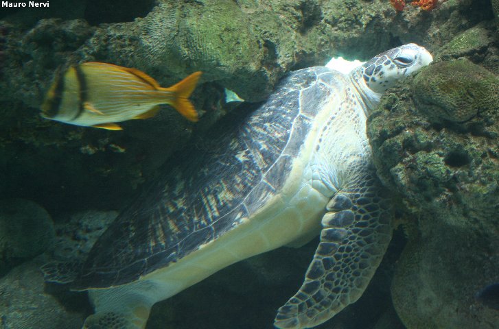 фото "sleeping in the acquarium" метки: природа, домашние животные