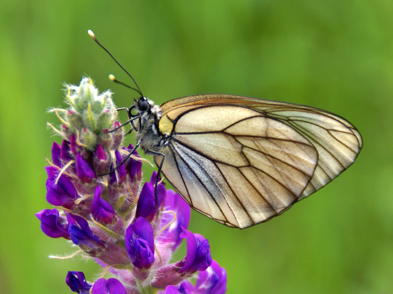 photo "***" tags: nature, insect