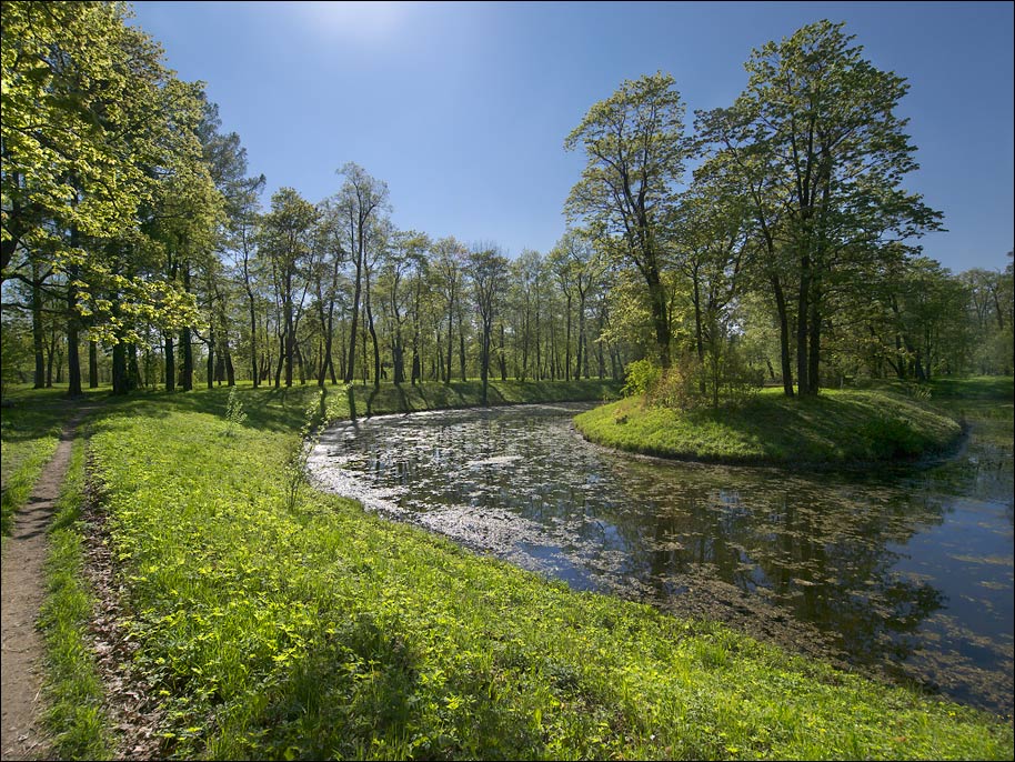 photo "Northen summer" tags: landscape, forest