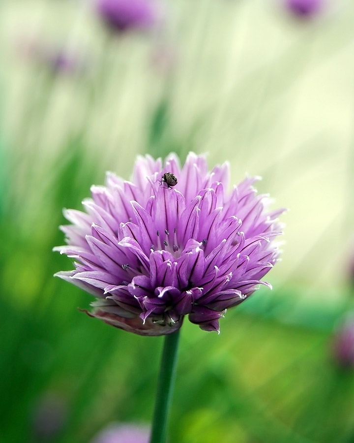 photo "***" tags: nature, flowers, insect