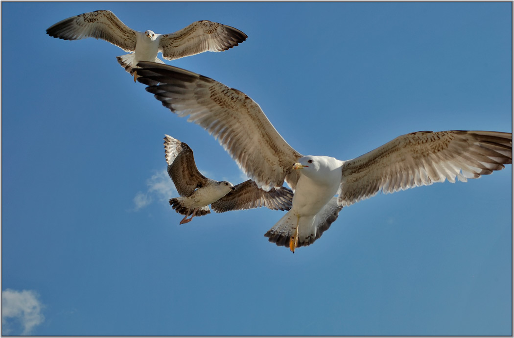 photo "air attack" tags: , 