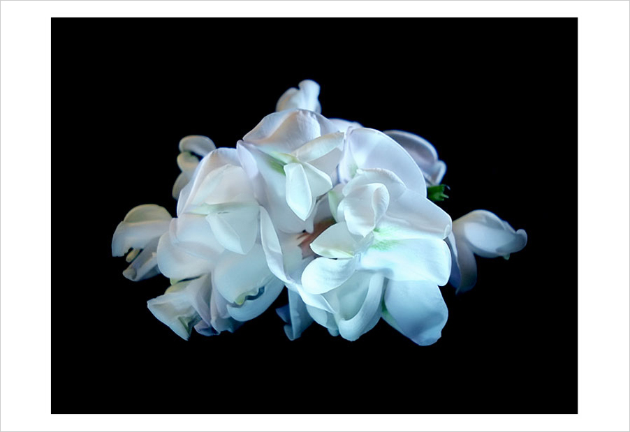 photo "Аcacia" tags: nature, macro and close-up, flowers