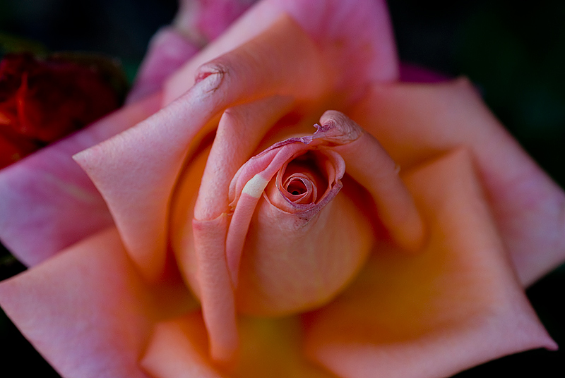 photo "Kiss" tags: nature, macro and close-up, flowers