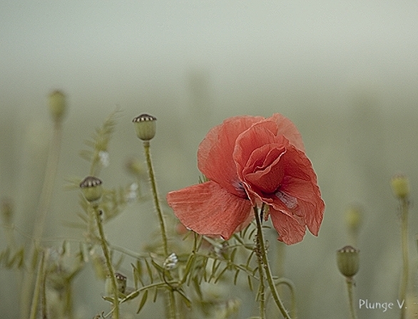 фото "Red" метки: природа, цветы