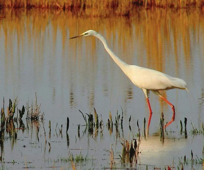 photo "On hunting" tags: nature, wild animals