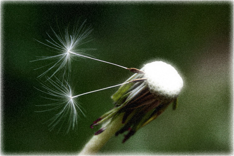 photo "* * *" tags: nature, flowers