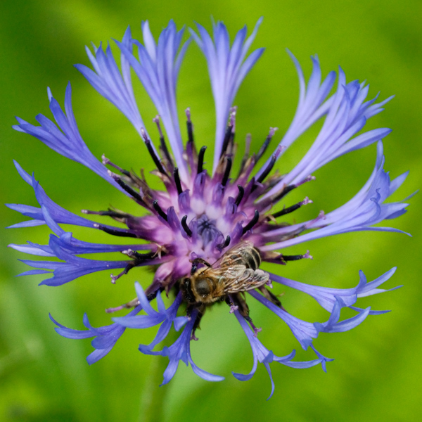 photo "***" tags: nature, insect