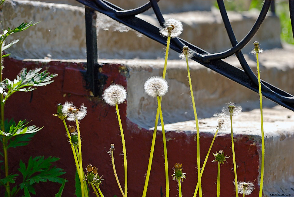 photo "Dandelions" tags: nature, 