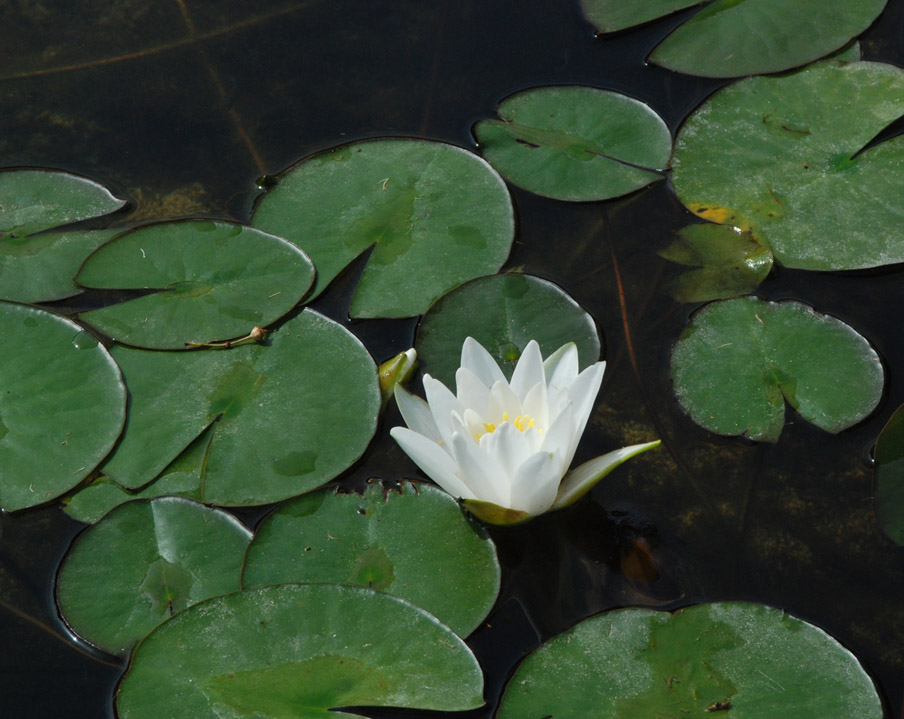photo "Water Flower/" tags: , 