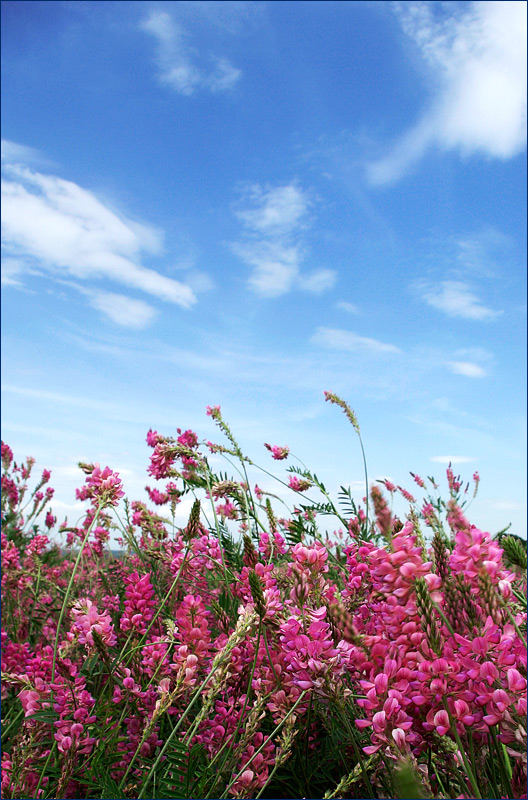 photo "***" tags: landscape, summer