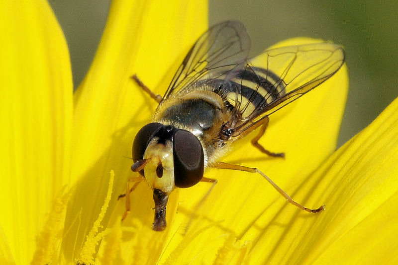 photo "Syrphus ribesii" tags: nature, macro and close-up, insect