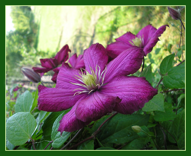 photo "***" tags: nature, flowers