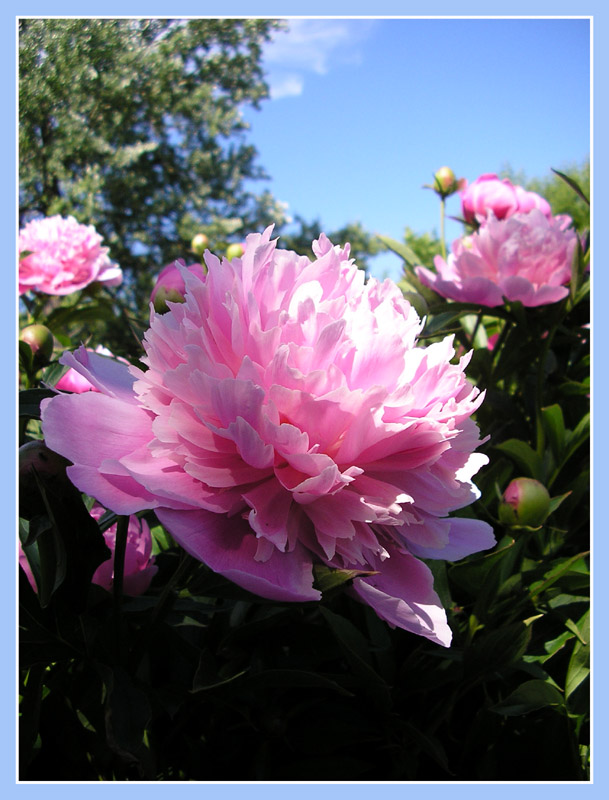 photo "***" tags: nature, flowers