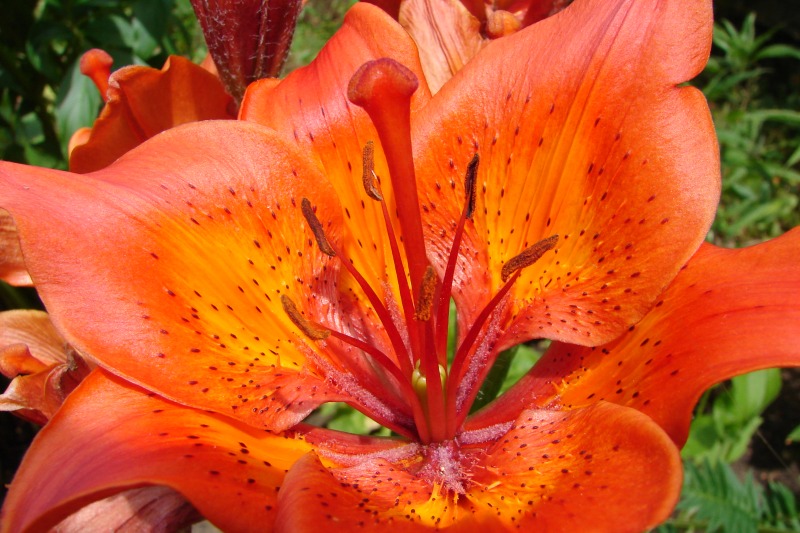 photo "Flower" tags: nature, flowers