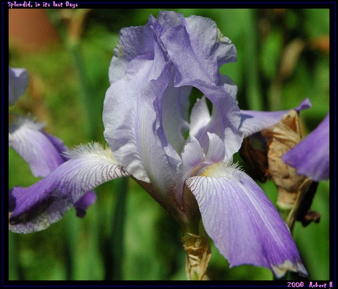 photo "Splendid, in its last days" tags: macro and close-up, nature, flowers