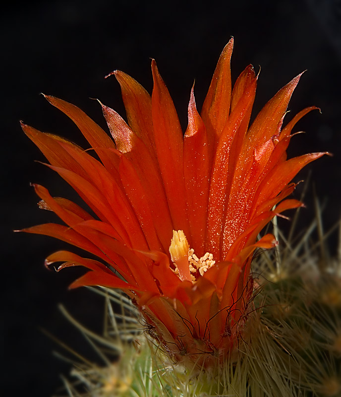 photo "***" tags: nature, macro and close-up, flowers