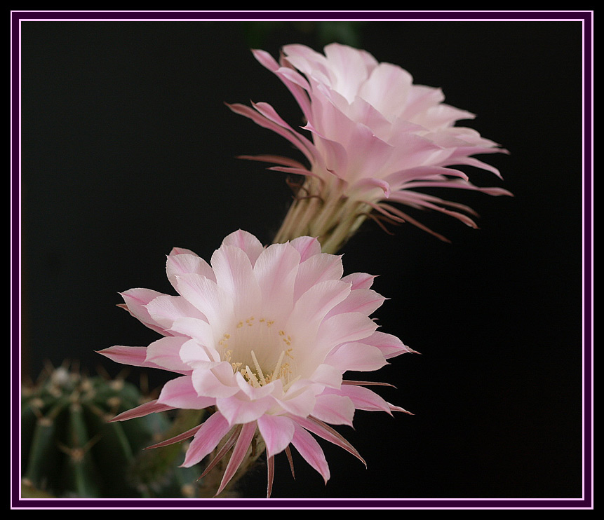 photo "***" tags: macro and close-up, nature, flowers