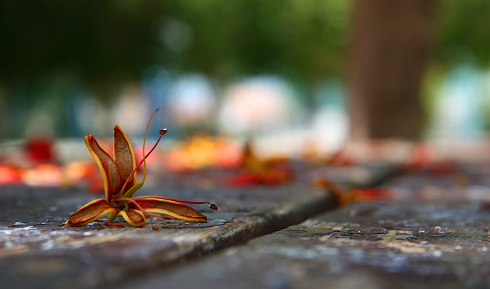 photo "Colours" tags: , 