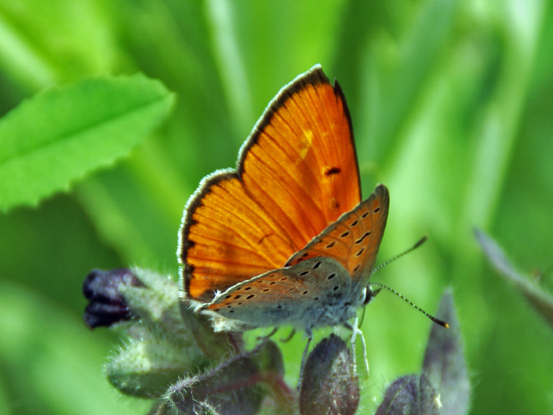 photo "***" tags: nature, insect