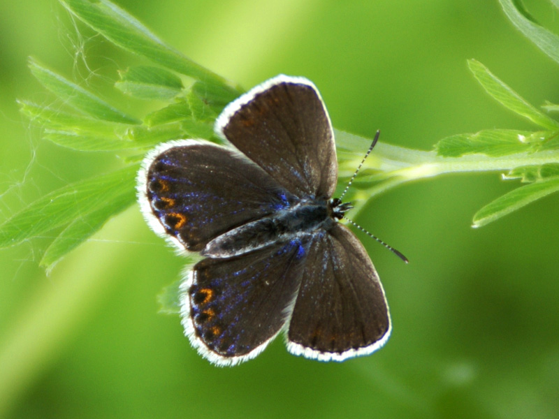 photo "***" tags: nature, insect