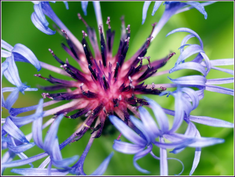 photo "***" tags: nature, macro and close-up, flowers