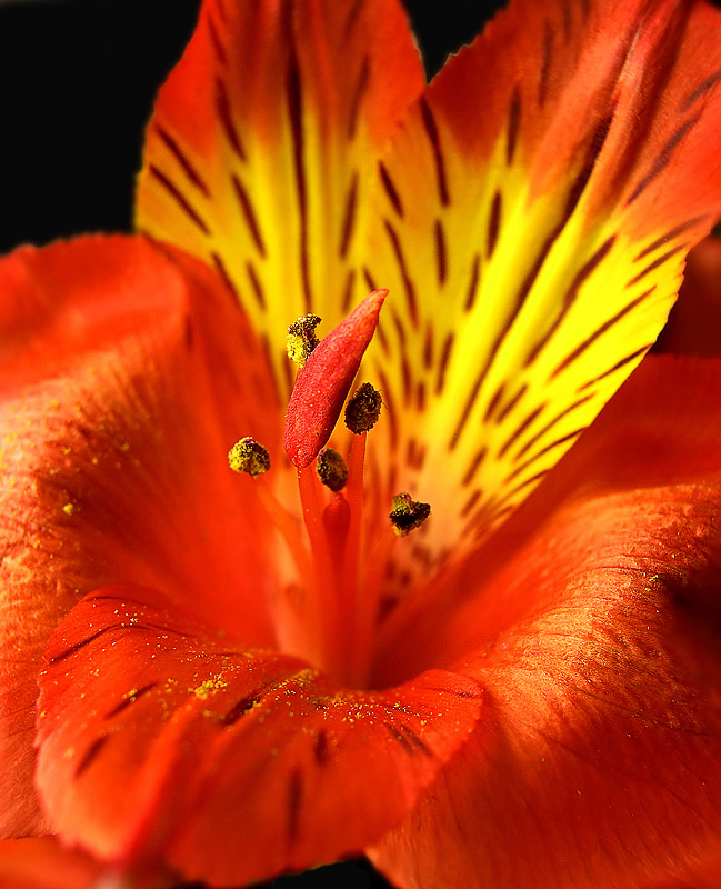 photo "***" tags: nature, macro and close-up, flowers