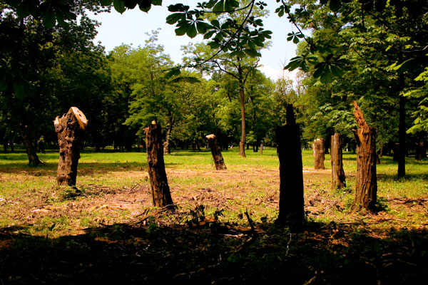 фото "Современный древо-"хендж"" метки: город, пейзаж, лес
