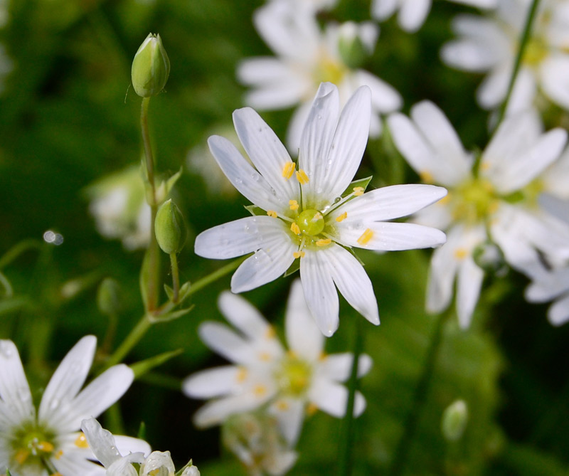 photo "***" tags: macro and close-up, 