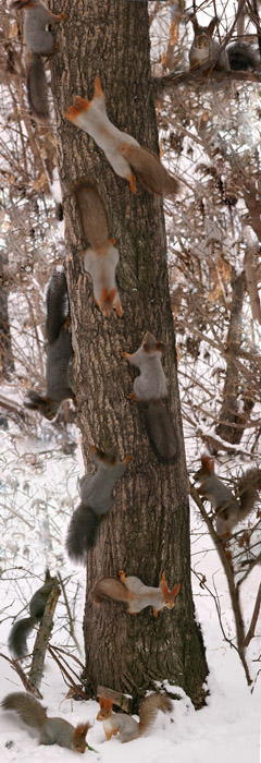 photo "Squirrels (photofun)" tags: nature, humor, wild animals