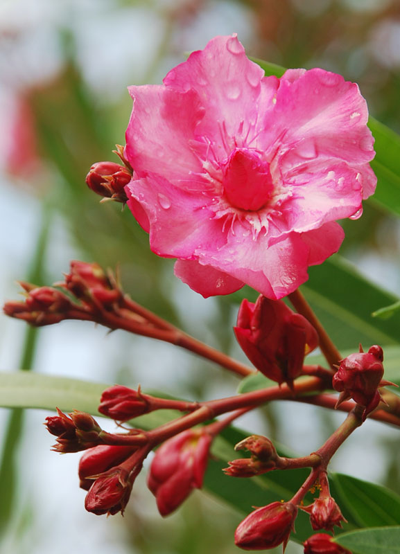 photo "***" tags: nature, flowers