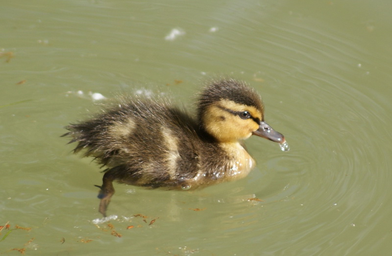 photo "***" tags: nature, macro and close-up, wild animals