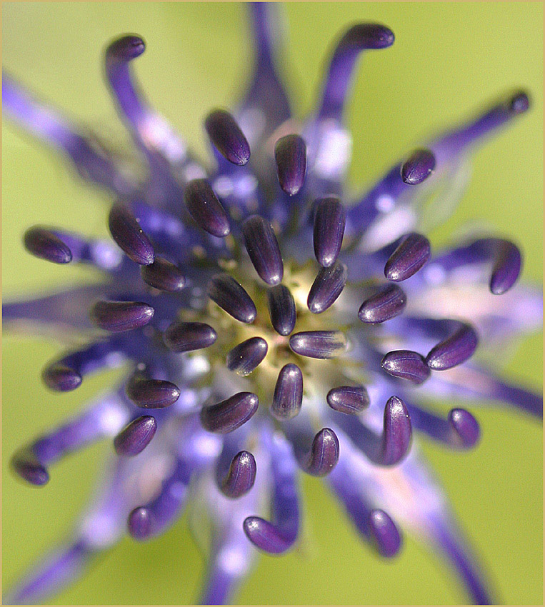 photo "Phyteuma orbiculata" tags: macro and close-up, 