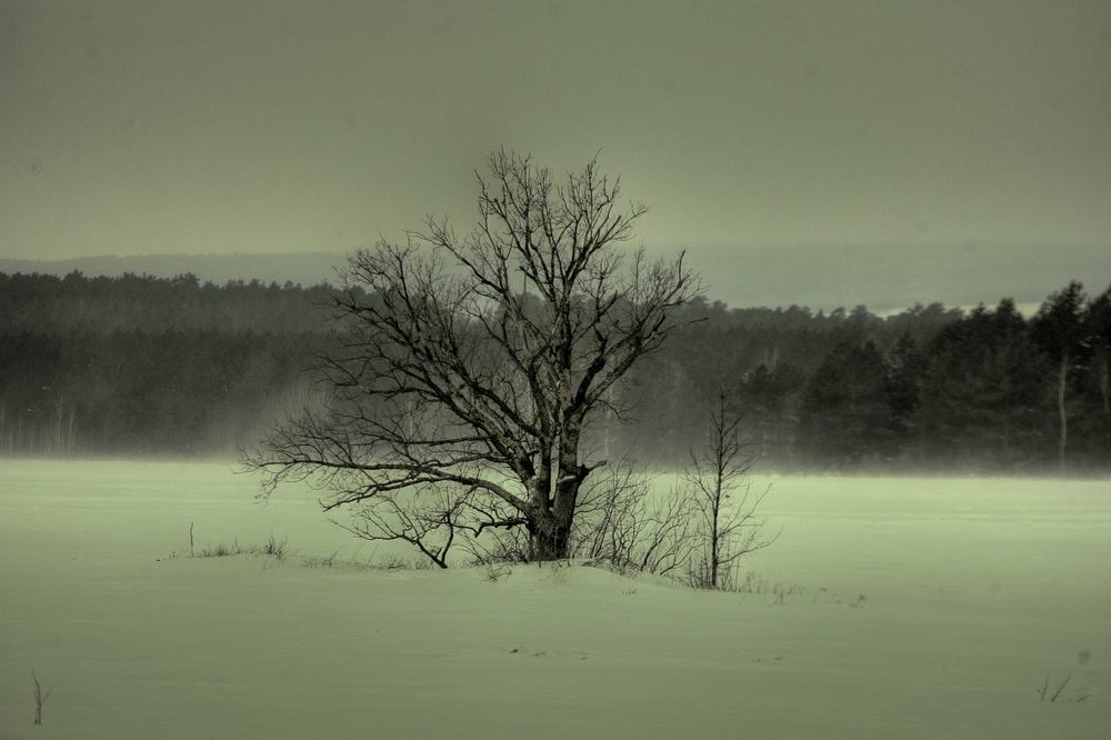 photo "***" tags: landscape, forest