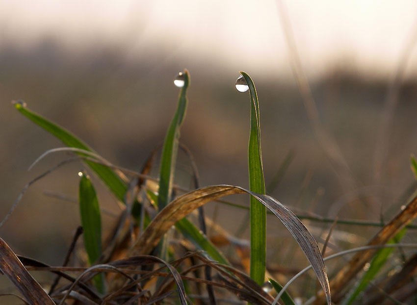 photo "***" tags: nature, macro and close-up, 
