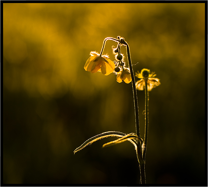 фото "Flowers of the light" метки: природа, цветы