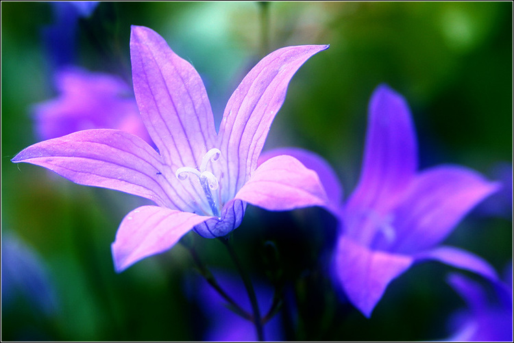 photo "* * *" tags: nature, flowers