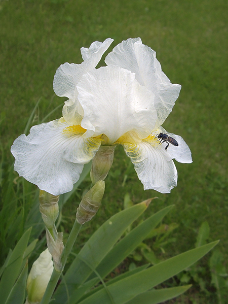 photo "***" tags: nature, flowers