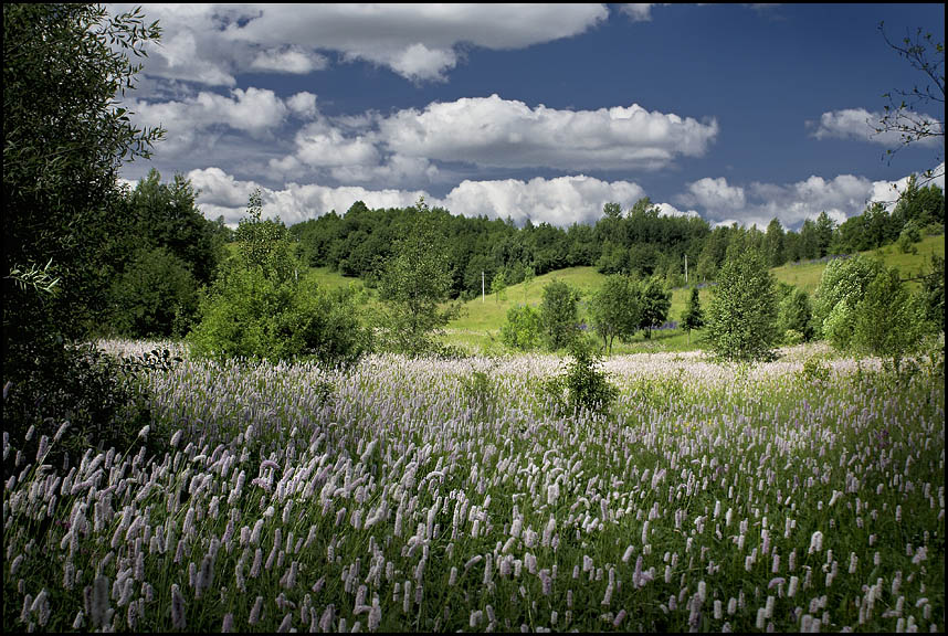 photo "Flowering meadow" tags: landscape, summer