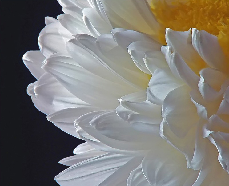 photo "Chrysanthemum" tags: nature, fragment, flowers